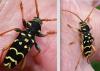 Plagionotus arcuatus
